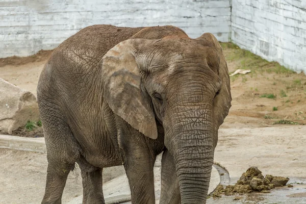 Stora elefanter i zoo — Stockfoto