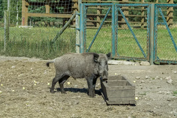 Hog på tråget — Stockfoto