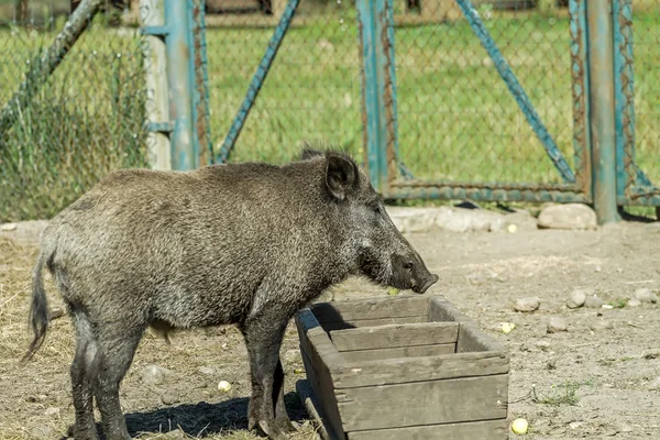 Wielki wieprz na koryta — Zdjęcie stockowe