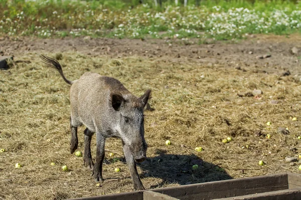 Stora wild hog går — Stockfoto