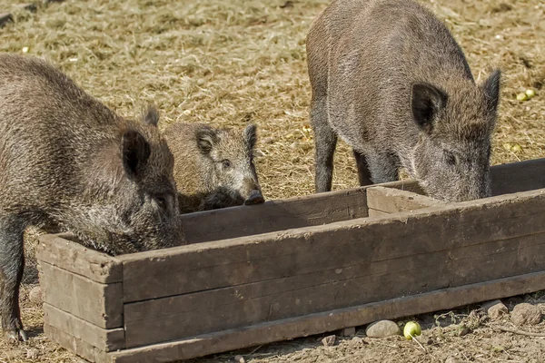 Wildschwein mit kleinem Schwein — Stockfoto