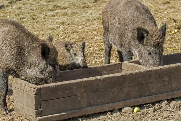 Sanglier avec un petit porc — Photo