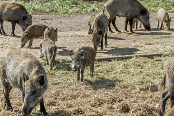 Дикий кабан з невеликими свинями — стокове фото