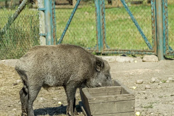 Yemek için domuz yalak — Stok fotoğraf