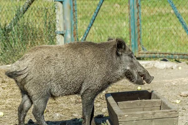 Yemek için domuz büyük çukur — Stok fotoğraf