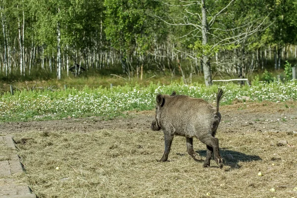 Hog går in i skogen — Stockfoto