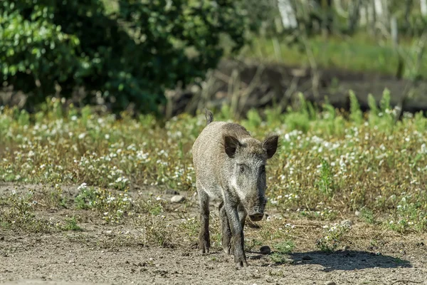 Cerdo va desde el bosque —  Fotos de Stock