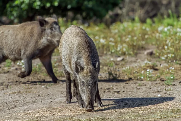 Een wild zwijn — Stockfoto