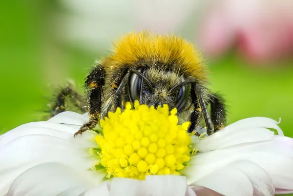 Macro  bee — Stock Photo, Image