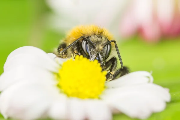 꽃잎에서 꿀을 수집 하는 비 — 스톡 사진