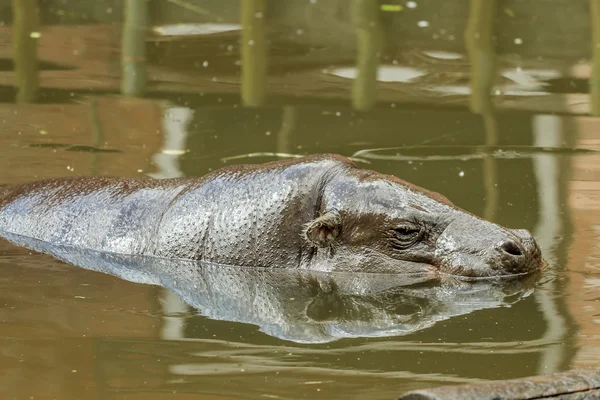 Stora flodhäst flyger i pool — Stockfoto