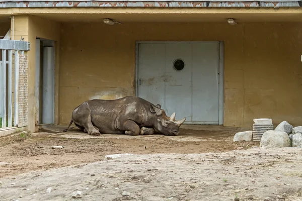 Stora rhino sömn — Stockfoto