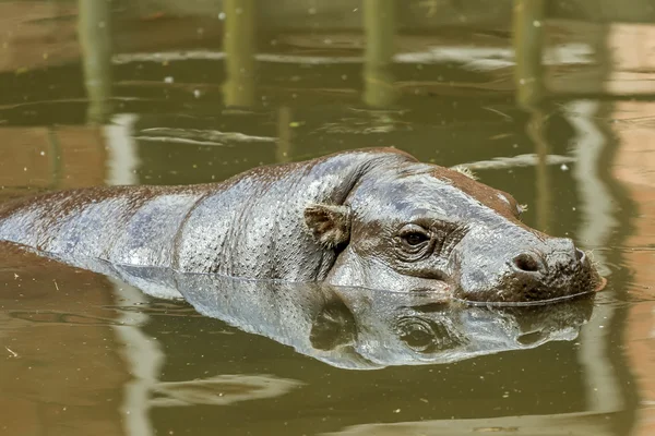Gros hippopotame en eau — Photo