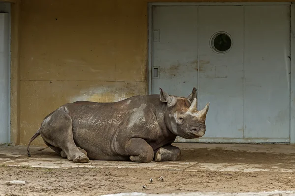 Большой носорог живет в зоопарке — стоковое фото