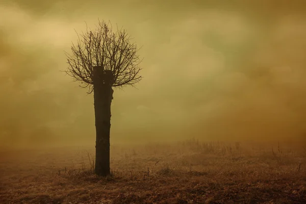 Ttree in de mist — Stockfoto