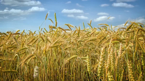 Gouden korrels vóór oogst — Stockfoto