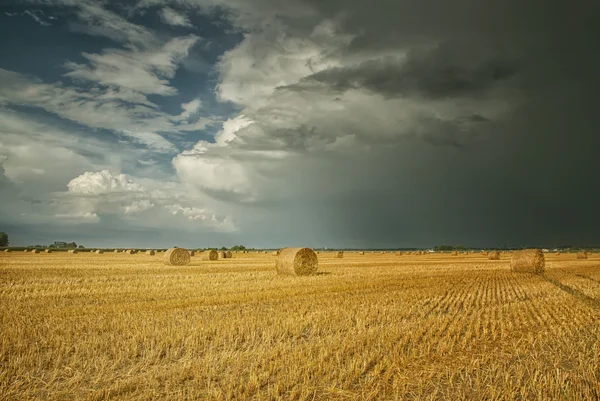 Gelbe Felder nach der Ernte — Stockfoto