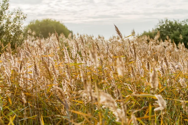 Reed. — Foto de Stock