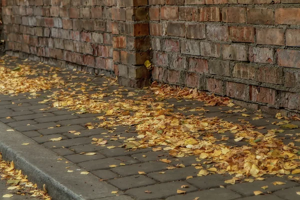 Wall and leaf — Stock Photo, Image