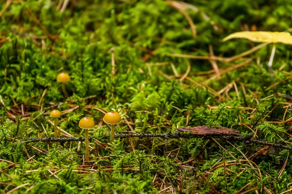 Muitos cogumelos no xamã — Fotografia de Stock