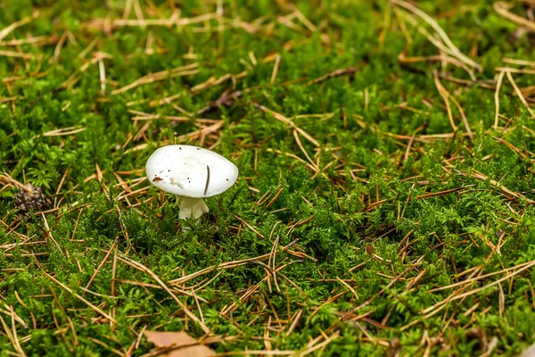 Big white mushrooms — Stock Photo, Image