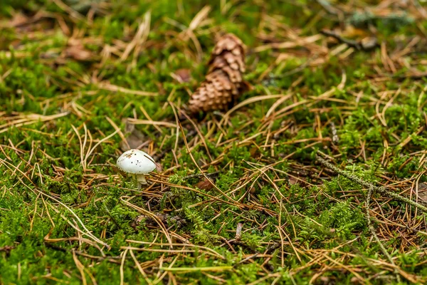 Small white mushrooms — Stock Photo, Image