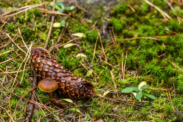 Cones in shaman — Stock Photo, Image