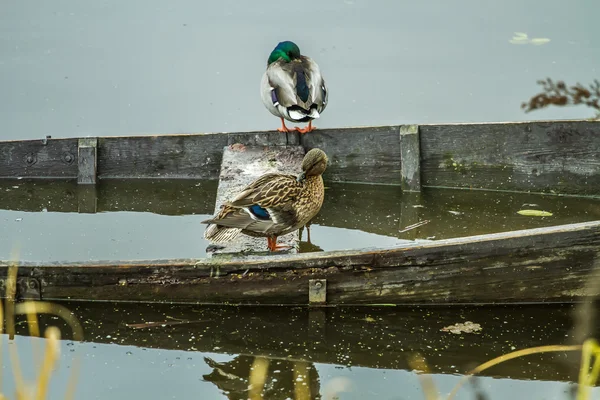 Canards assis sur le bateau — Photo