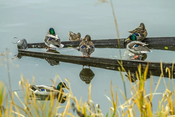 Viele Wildenten — Stockfoto