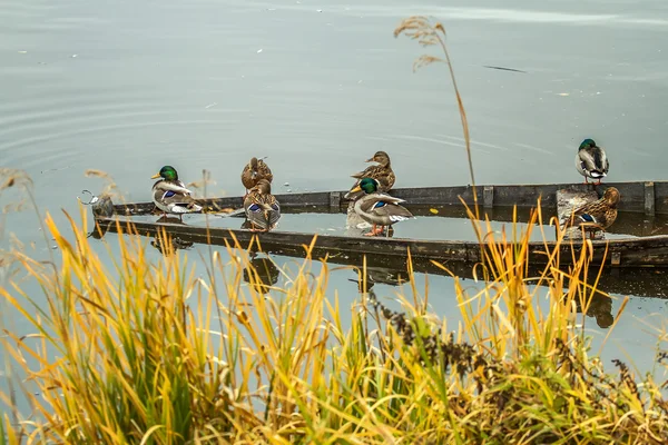 Patos selvagens em riwer — Fotografia de Stock