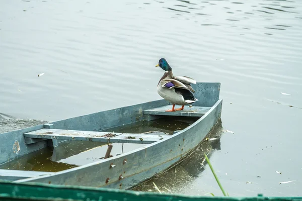 Patos em barco — Fotografia de Stock