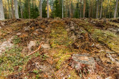 dağda büyük orman