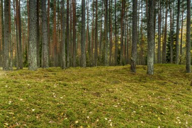 Genç ve yeşil orman