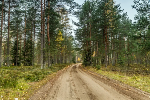 Strada per la foresta giovane e bella — Foto Stock