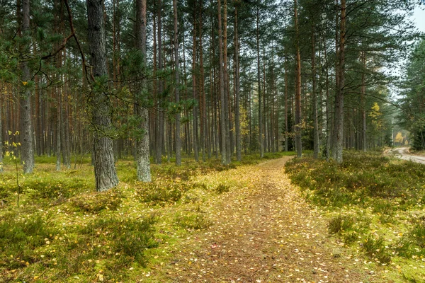 Pad door het bos — Stockfoto