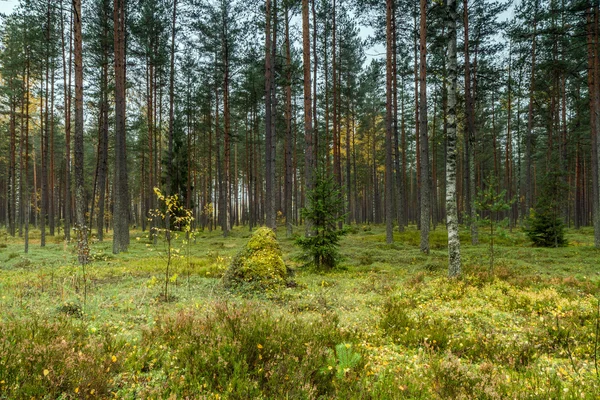 Mladý a pěkný les na podzim — Stock fotografie