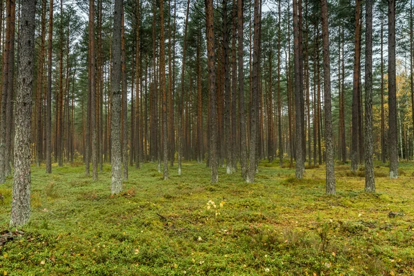 Moos im Wald — Stockfoto