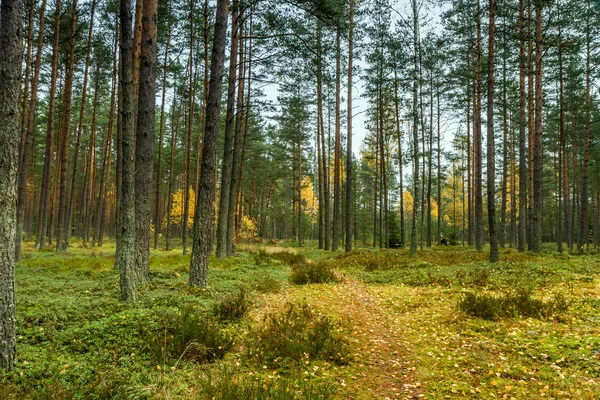 Caminho através da floresta — Fotografia de Stock