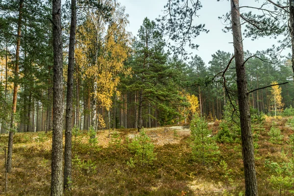 Молодой и красивый лес — стоковое фото