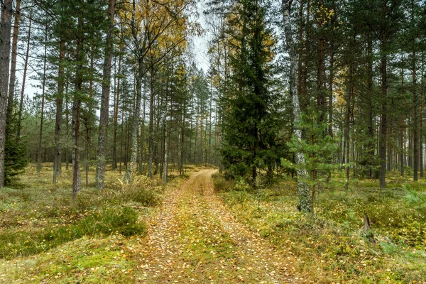 Les na podzim — Stock fotografie