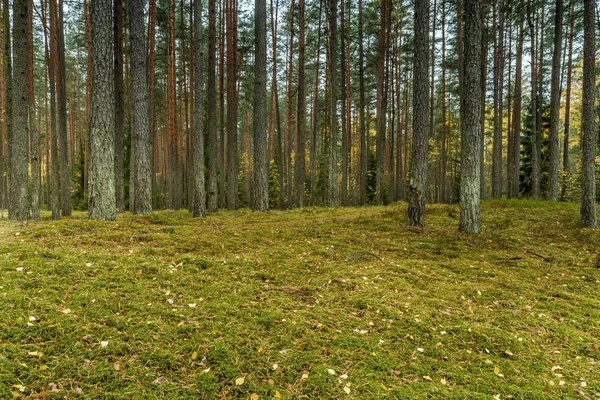 Fiatal, zöld erdő — Stock Fotó