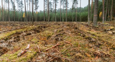 Orman sürülmüş topraklarda