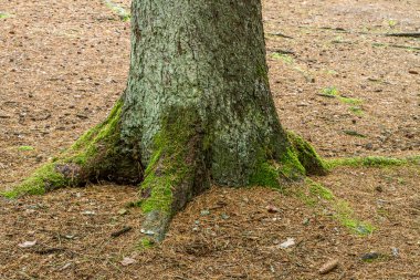 büyük ağaç gövdesi