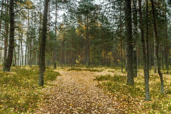 Διαδρομή στο δάσος — Φωτογραφία Αρχείου