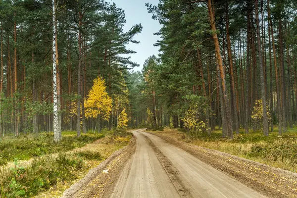 Grind pad door het bos — Stockfoto