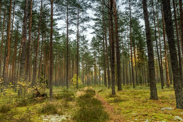 Groen mos in het bos — Stockfoto