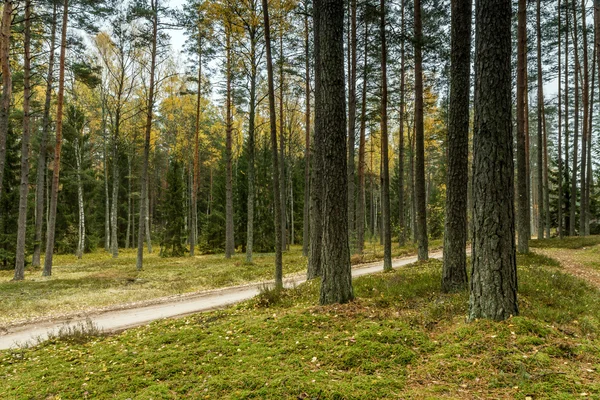 In de buurt van de weg — Stockfoto