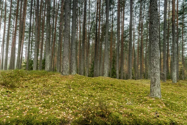 En el bosque —  Fotos de Stock