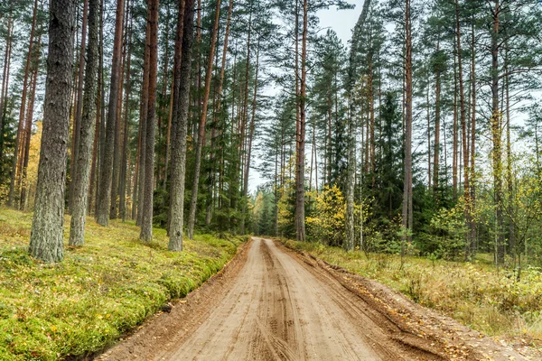 ROAS in het bos — Stockfoto