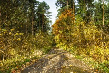 Ormanın içinde parça
